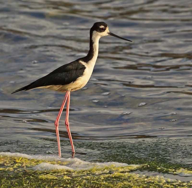 ходулочник, himantopus mexicanus Ходулочник фото превью