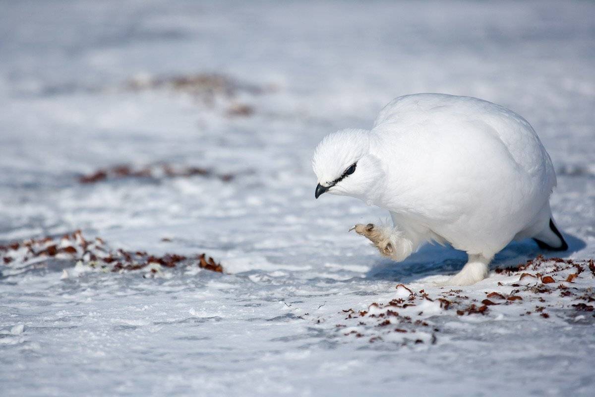 куропатка, командоры, остров беринга, Дмитрий Уткин