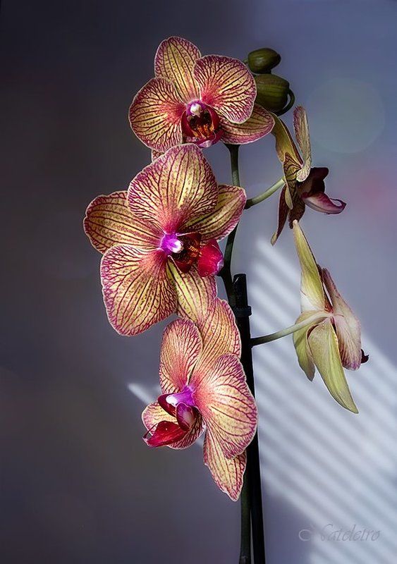 цветы, орхидея Солнечность Орхи... фото превью