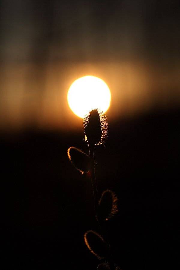 , Сергей Таланов