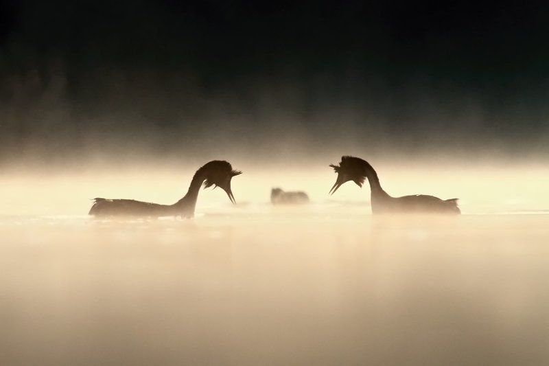 in love фото превью