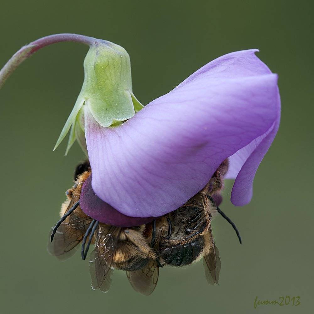 , Игорь ФУММ