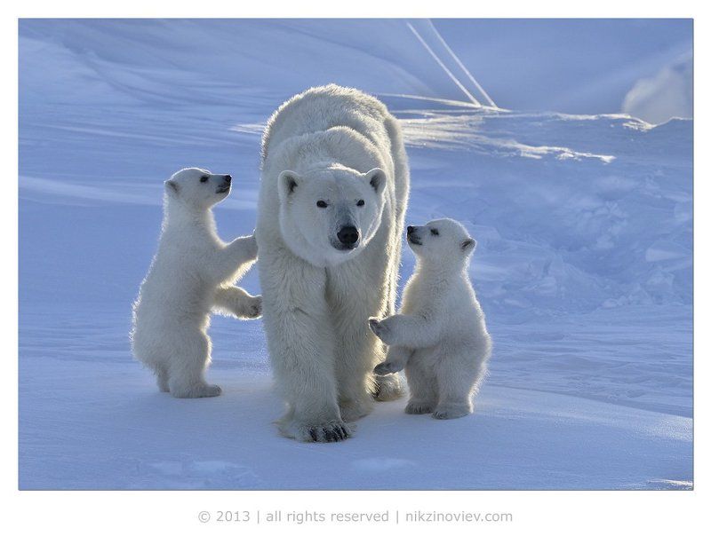 белая медведица, медвежата, дикая природа, арктика, канада, николай зиновьев Наша мама лучше всех! фото превью