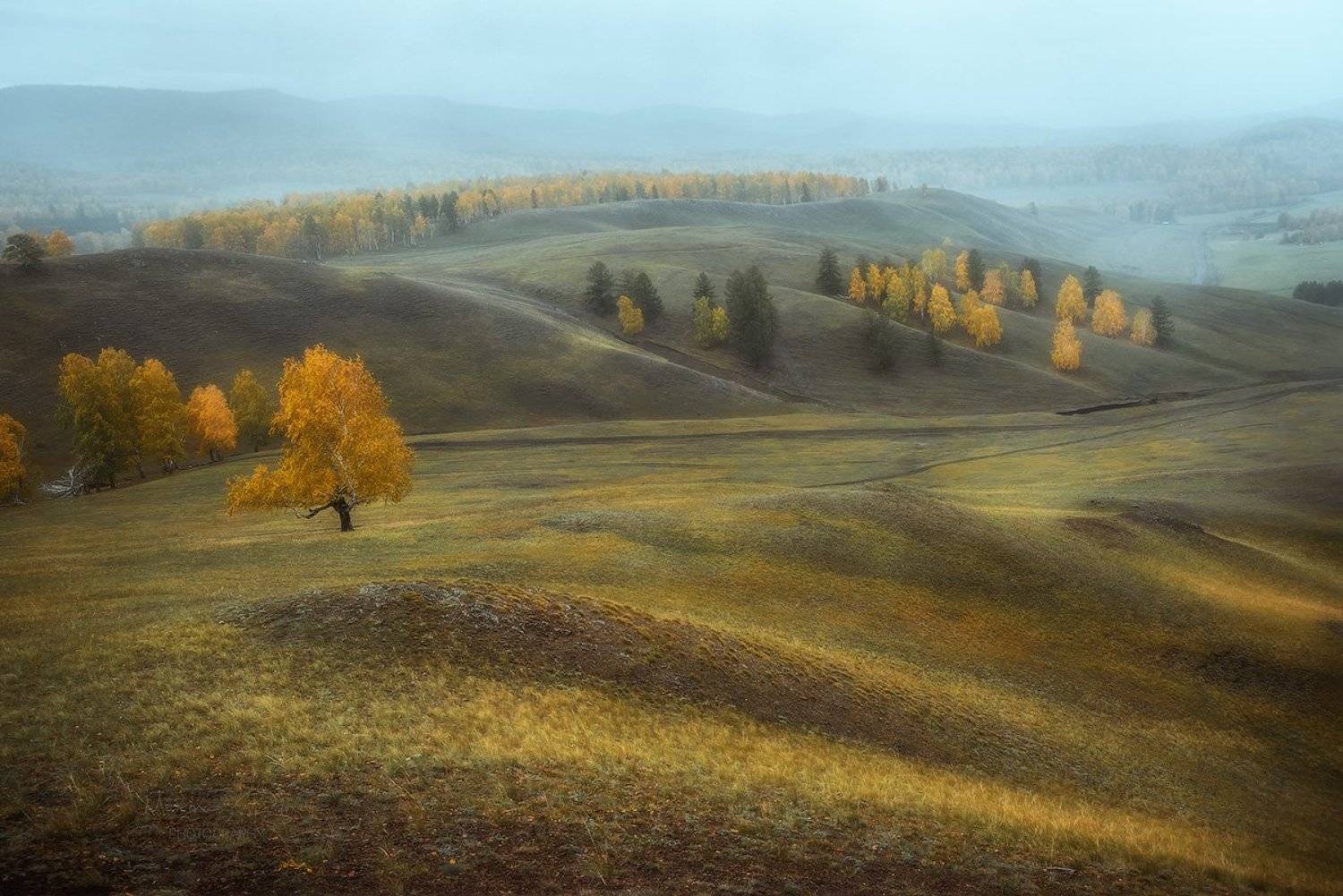 осень, береза, башкирия, башкортостан, Марина Огнева