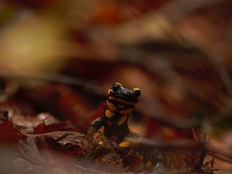 Salamandra фото превью