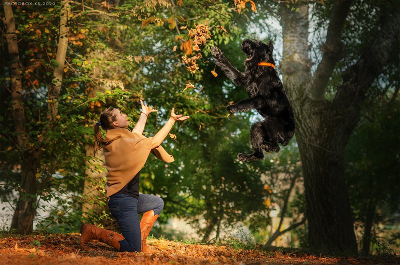 осень, портрет, движение, собака, анималистика Осень фото превью