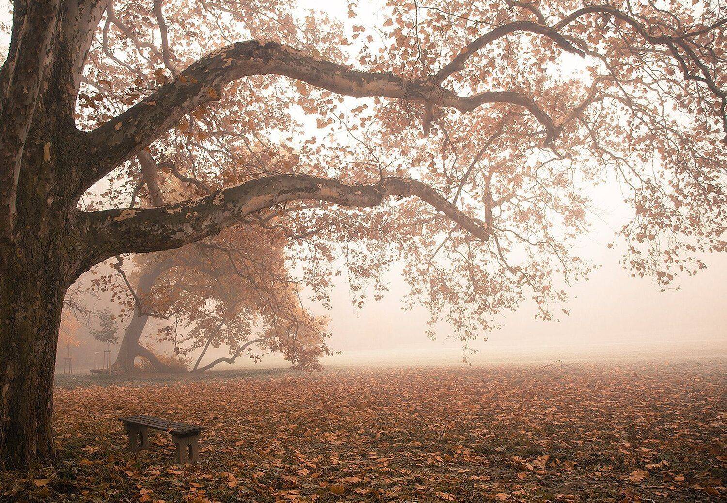 , Robert Adamec