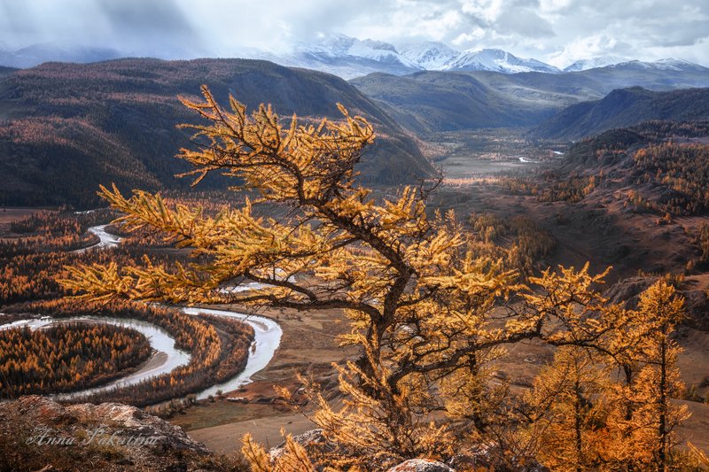 пейзаж, осень, алтай, altai, altay, landscape Осенний Алтай фото превью