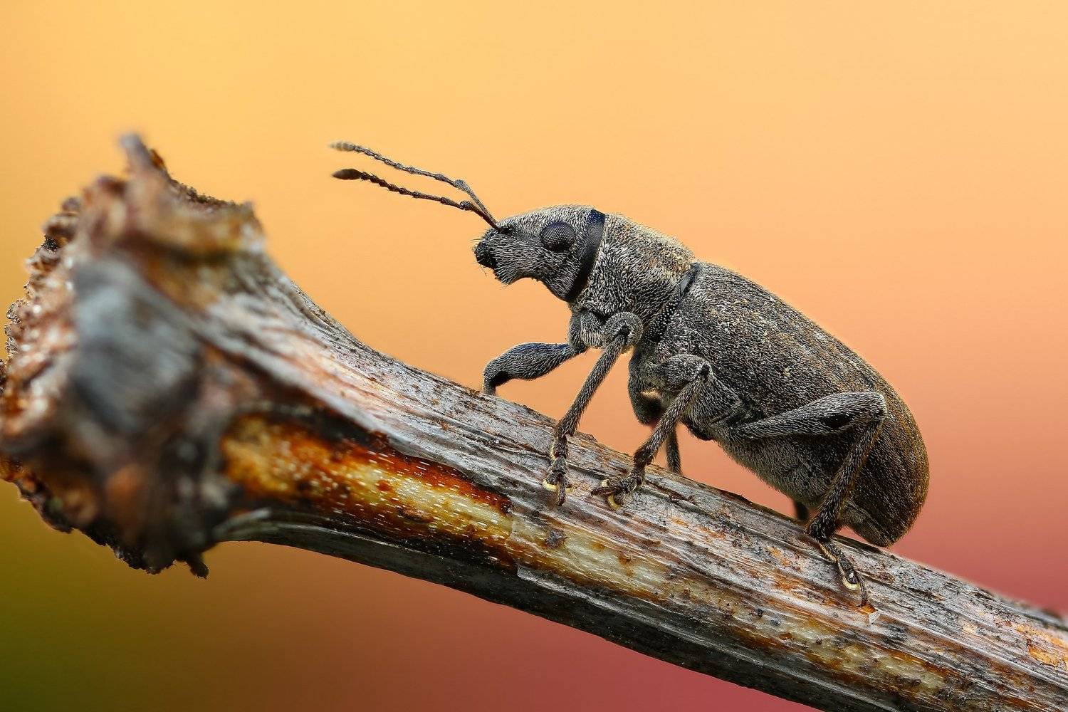 макро,природа,насекомое,животное,жук,долгоносик,цвет,растение,коричневый, Андрей Шаповалов