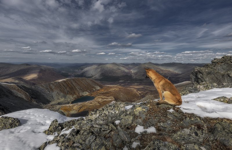 сибирь, хакасия, горная хакасия, саянский перевал, позарым Созерцатель фото превью