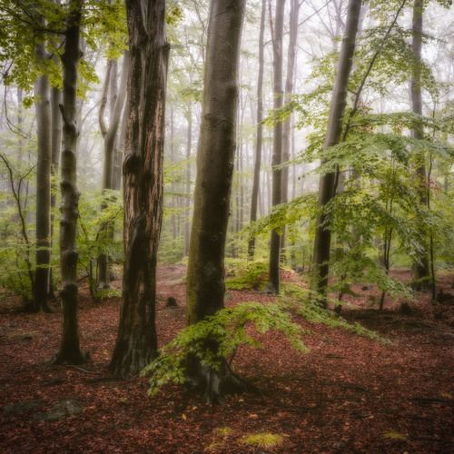 Rainy forest landscape