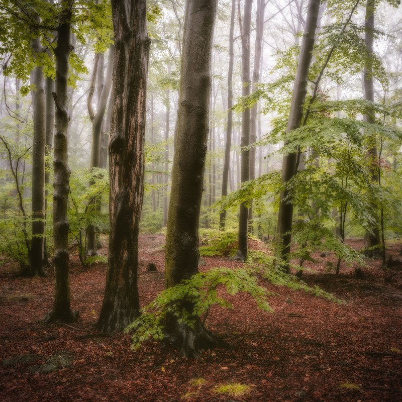 forest, fog, rain, autumn, forest landscape, trees, mystical, mysterious Rainy forest landscape фото превью