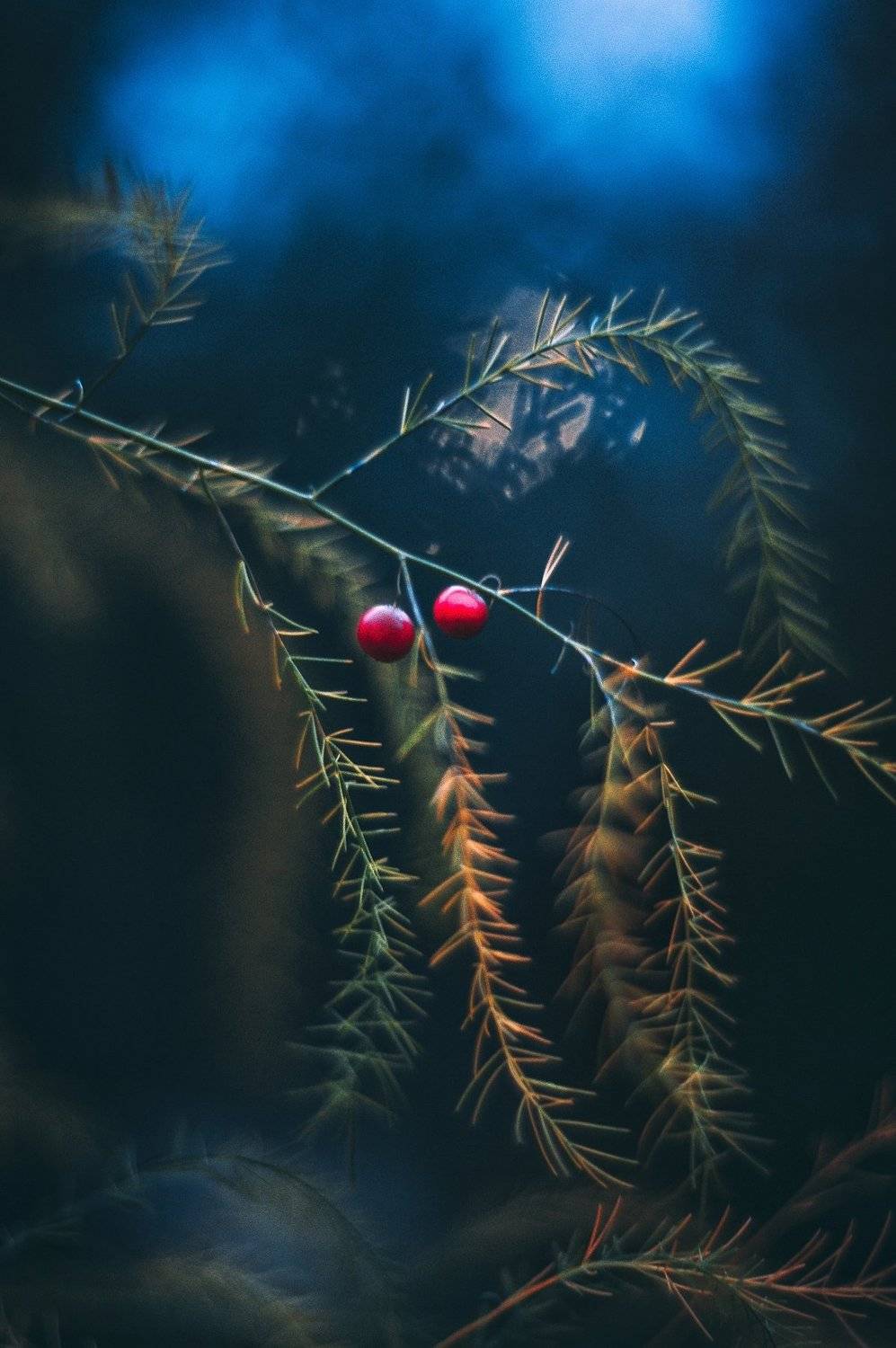 , Владимир Жуков