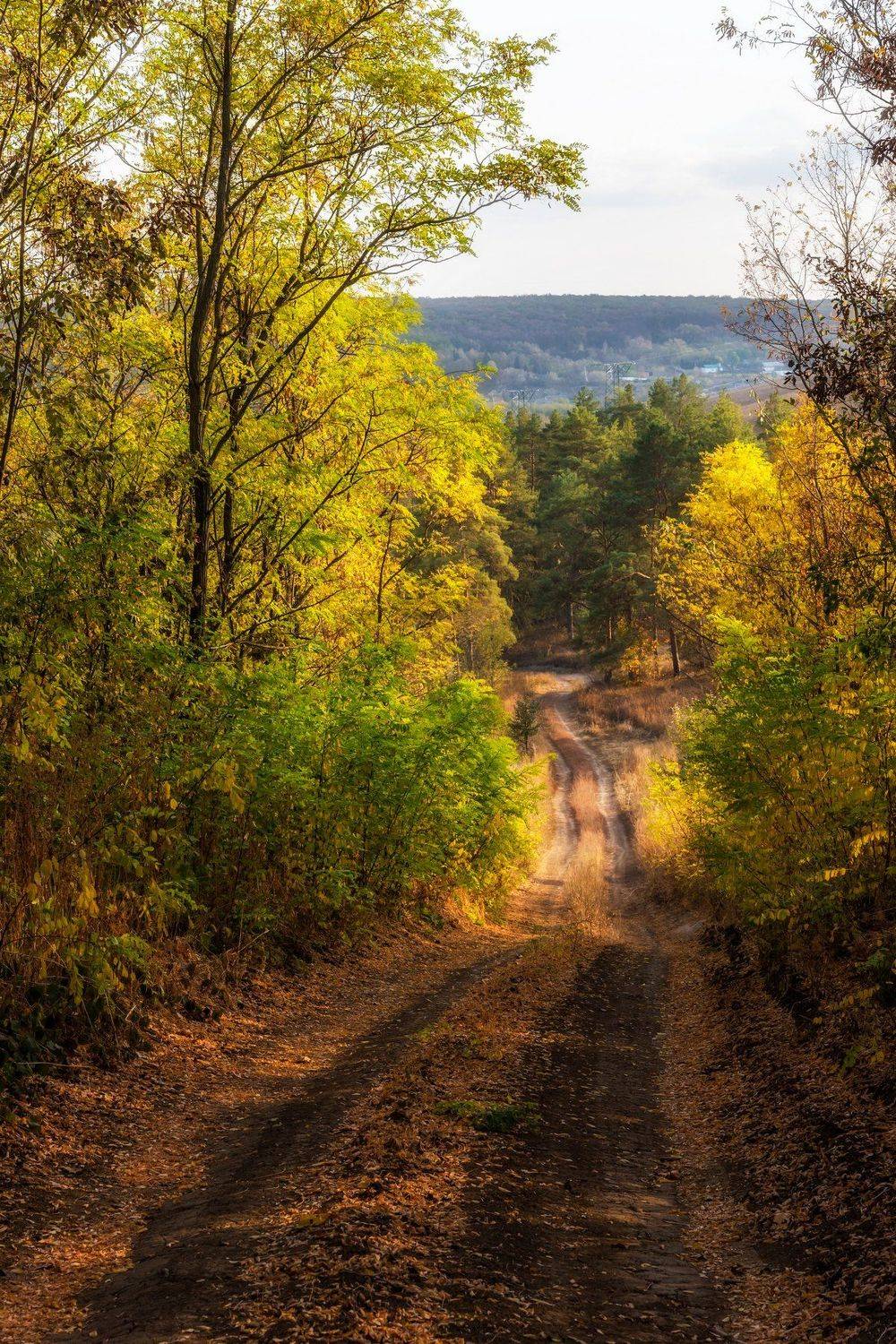 осень, осенний лес, лесная дорога, Александр Литвишко
