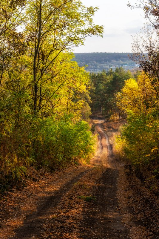 осень, осенний лес, лесная дорога *** фото превью