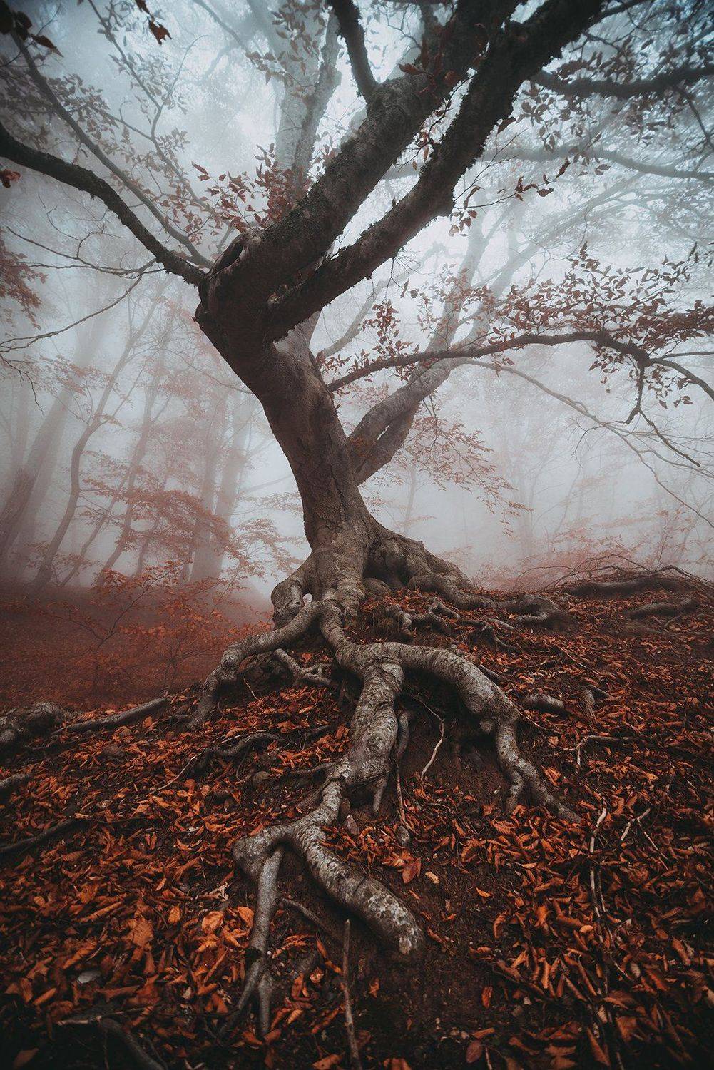 крым, Юрий Коваленко