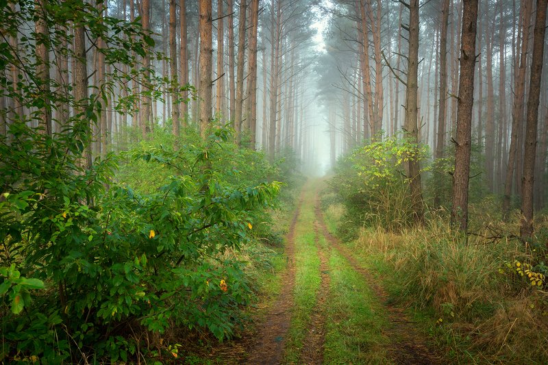 лесная дорога forest road magic mist foggy morning trees path misty dranikowski green autumn fall nature Лесная дорога фото превью