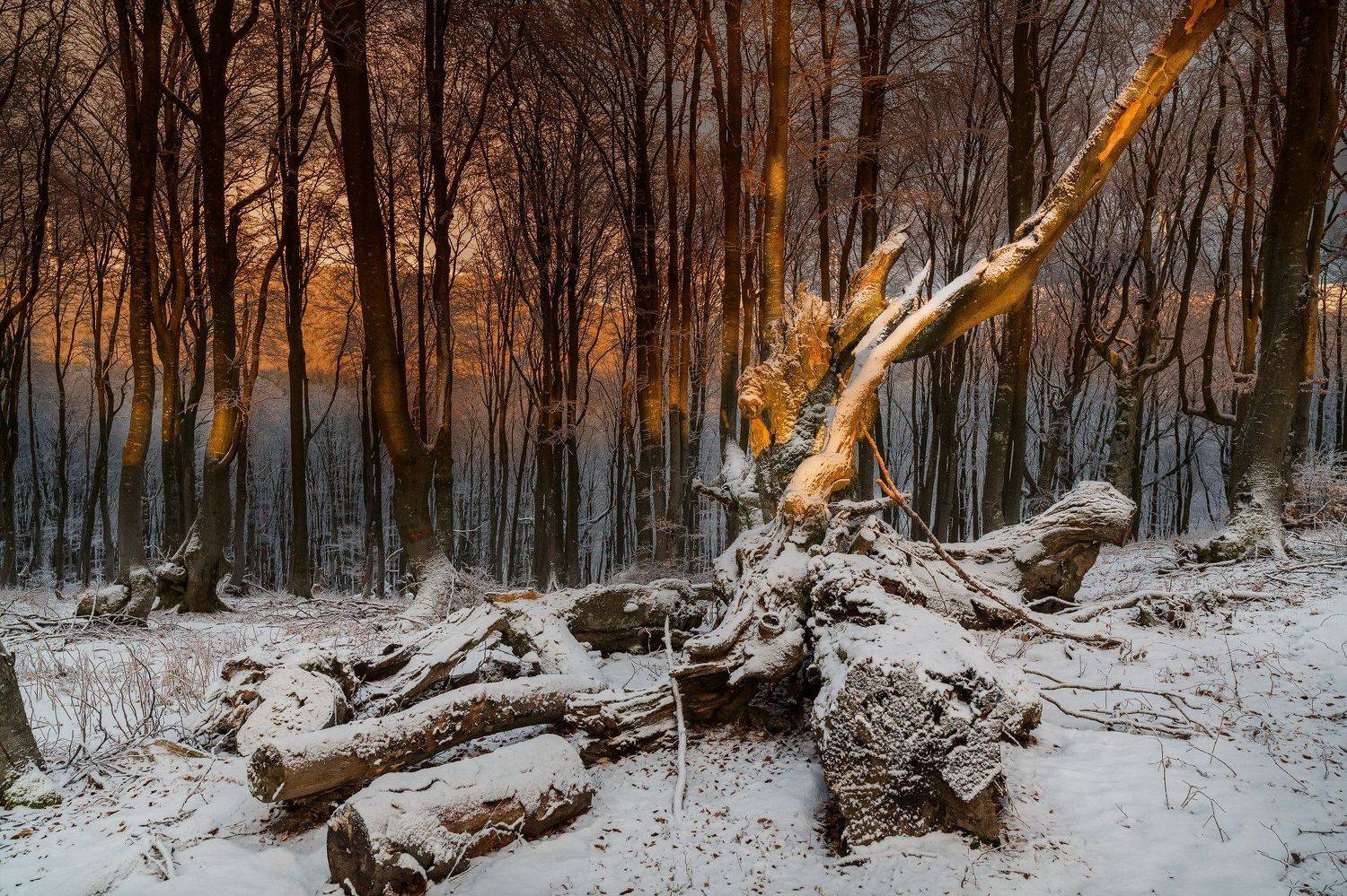 , Деян Косев