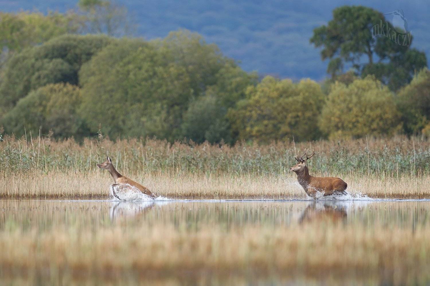 , Marcin Kaczmarkiewicz