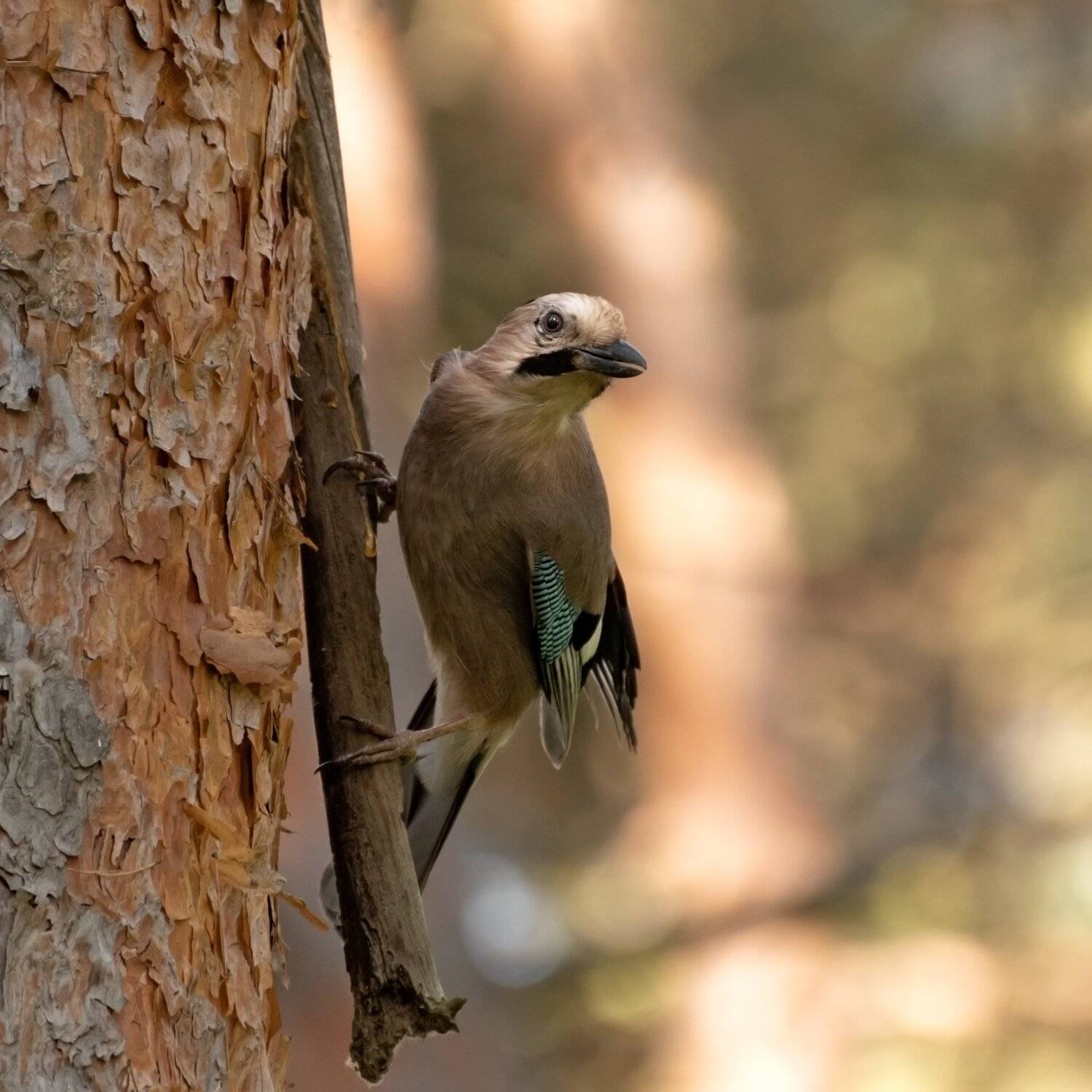 , Алексей Рыльский