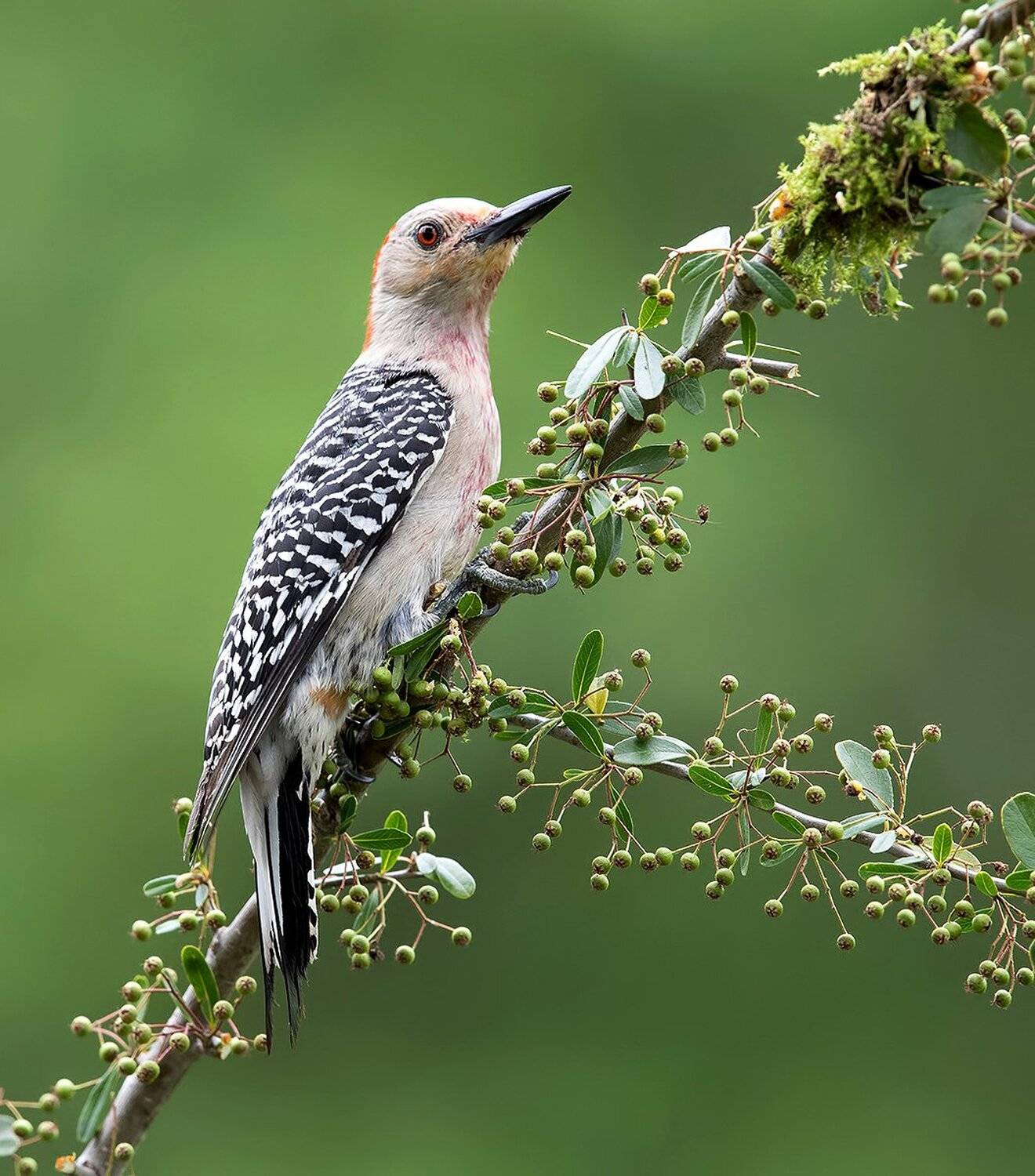 дятел, каролинский меланерпес, red-bellied woodpecker, woodpecker, Elizabeth Etkind