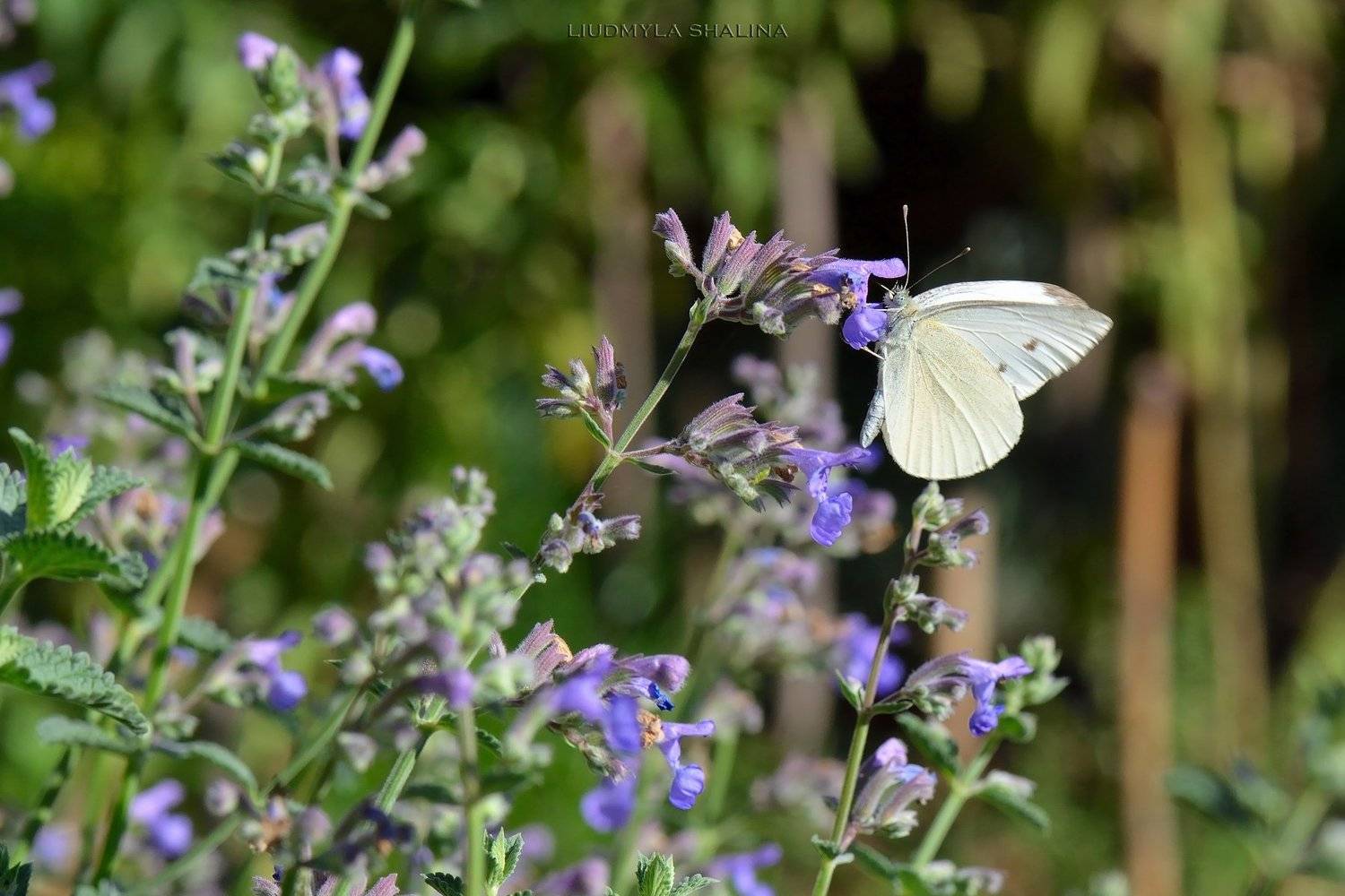 , Людмила Шалина