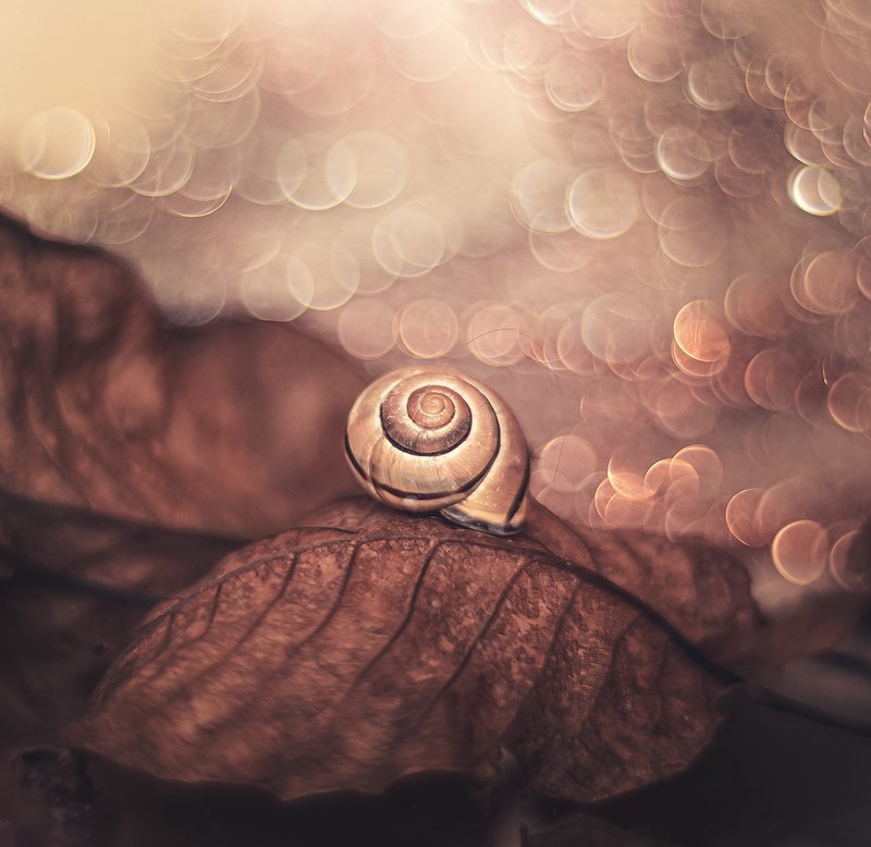 Autumn фото превью