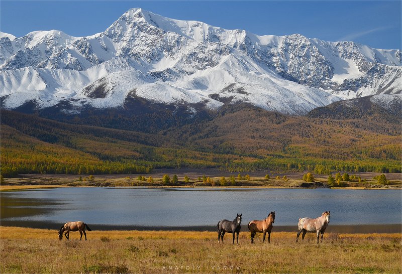 республика алтай, урочище ештыкёль, озеро джангысколь, северо-чуйский хребет На озере Джангысколь фото превью