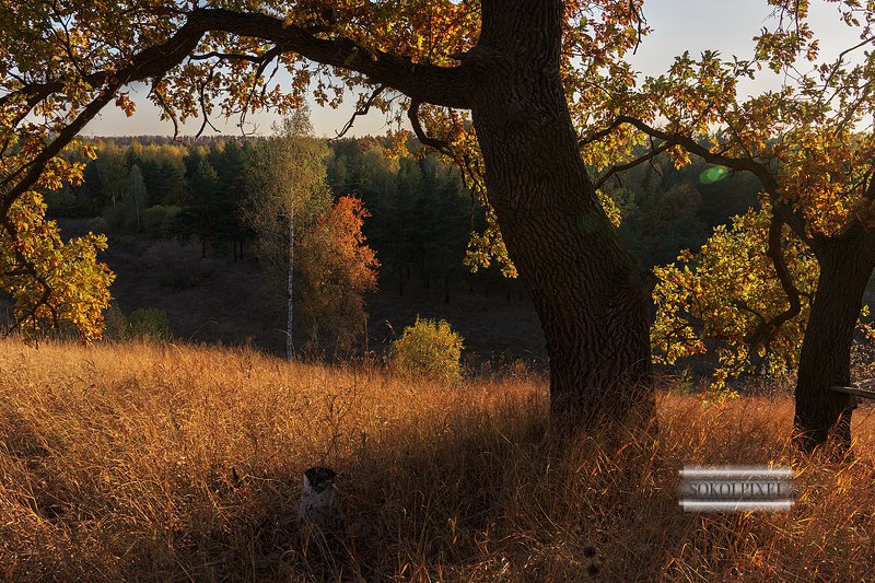 Окно в осень фото превью