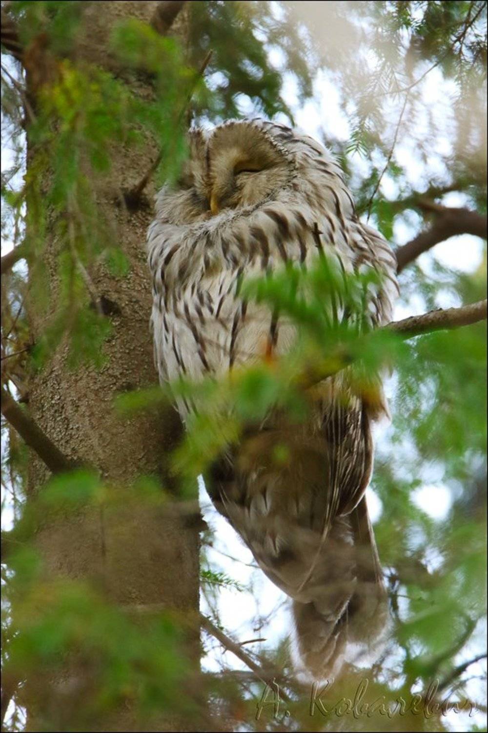 , Ковалевич А.