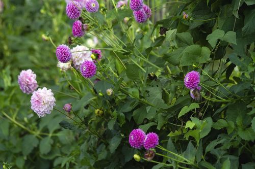 autumn garden landscape with purple flowers