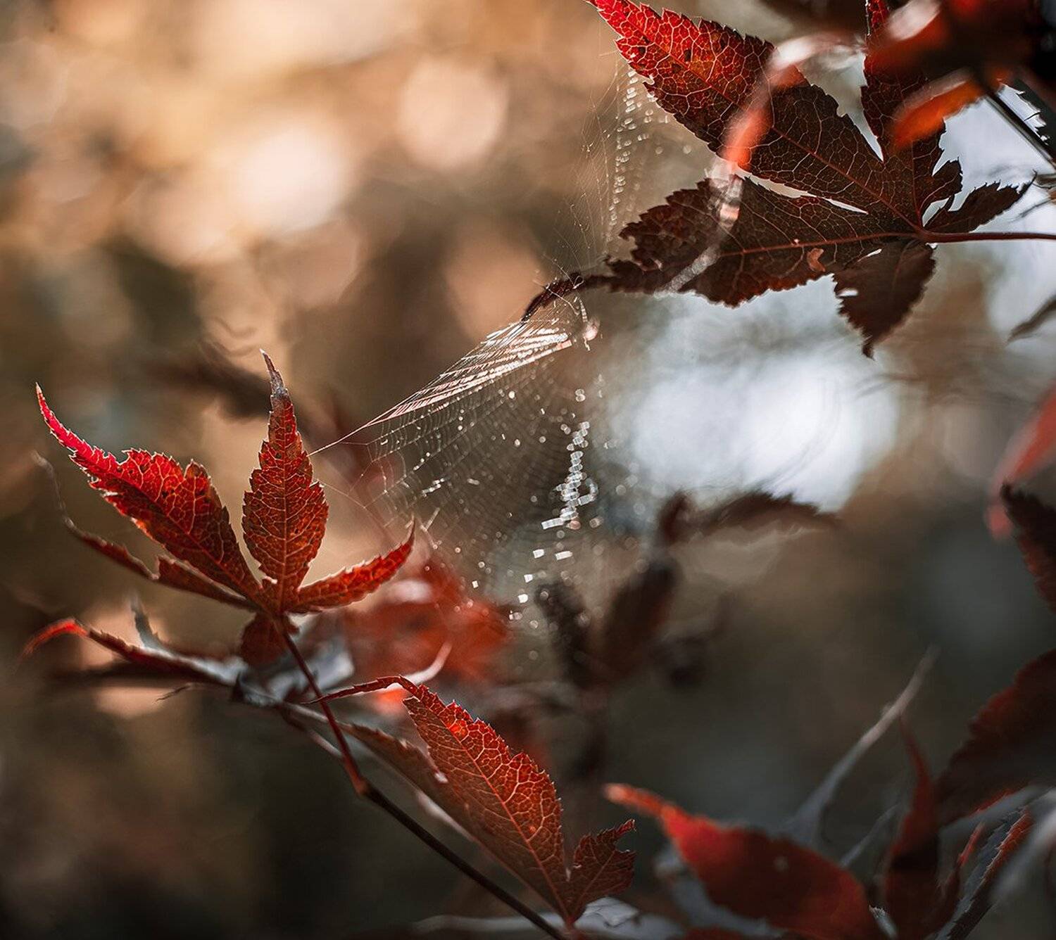 природа, макро, осень, клен японский дланевидный, паутина, Неля Рачкова
