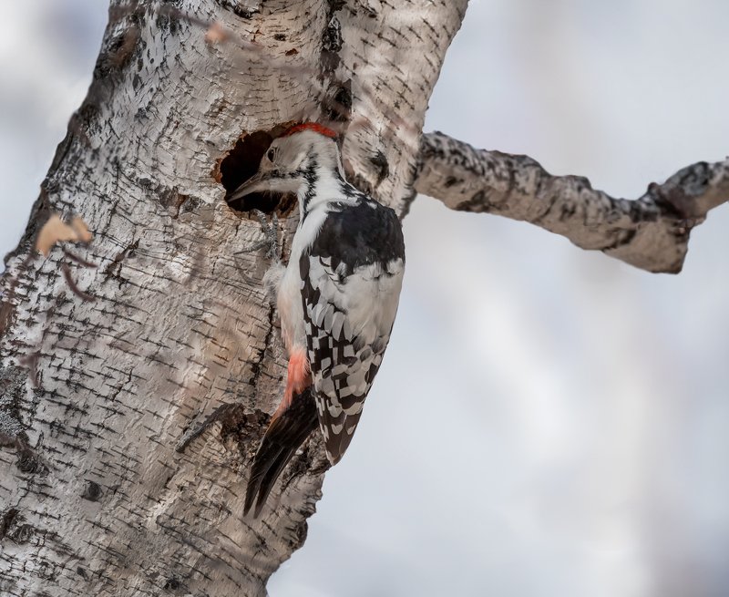 птица, белоспинный дятел, лес, дерево, квартирный вопрос.. фото превью