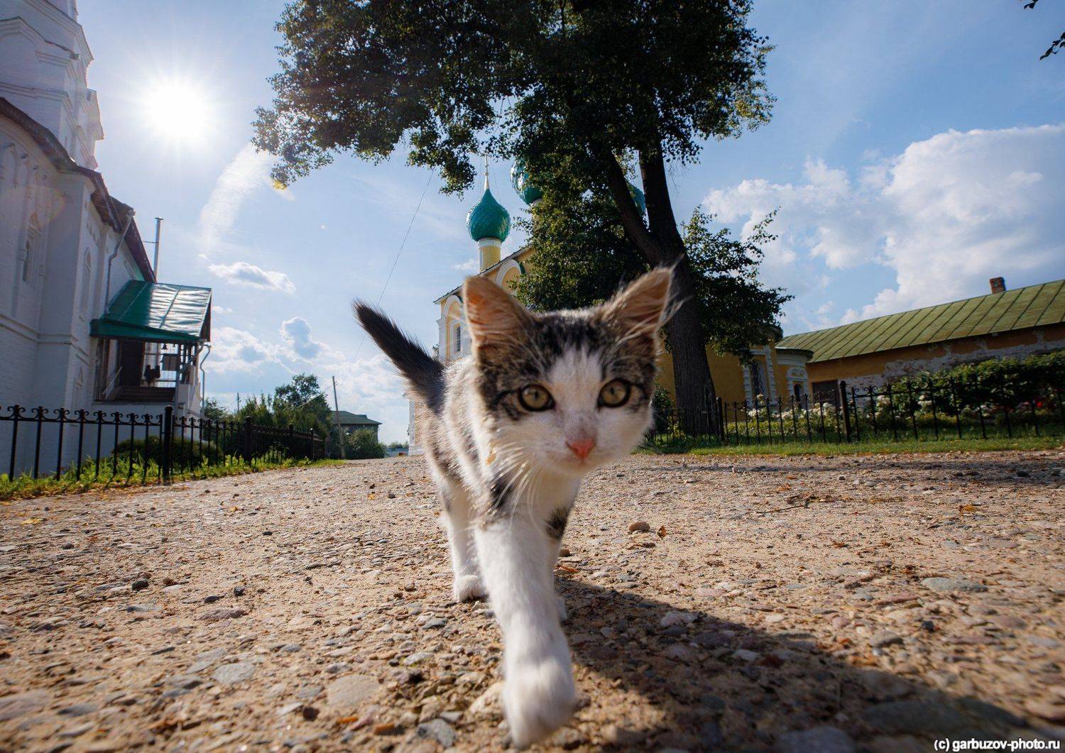 , Гарбузов Илья