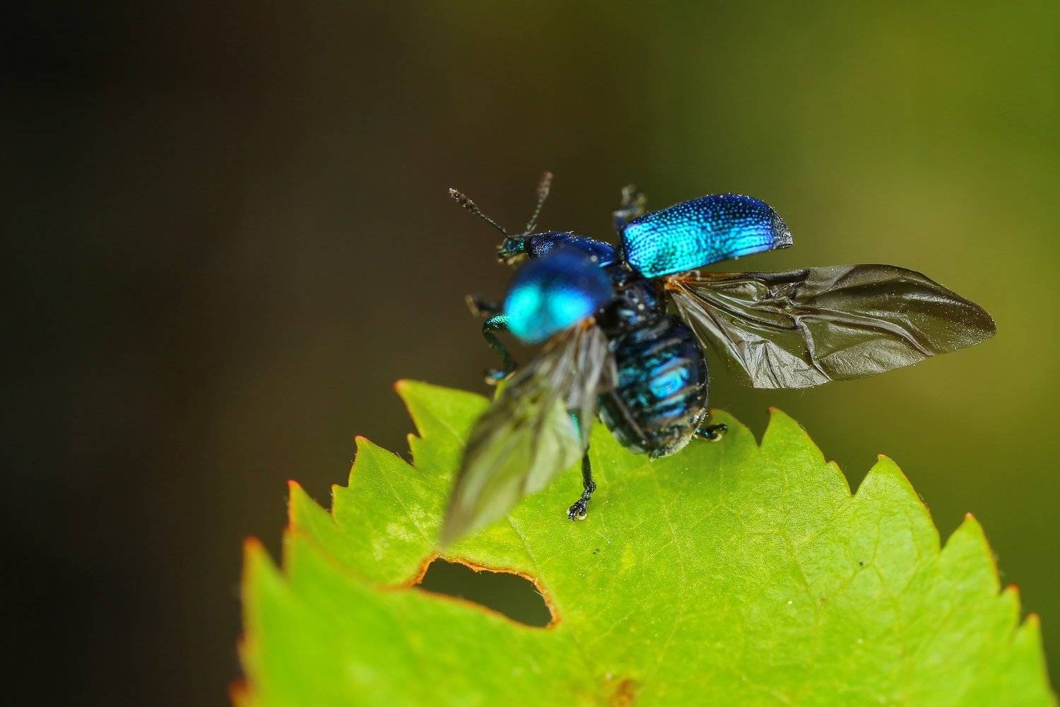 макро,природа,насекомое,животное,жук,долгоносик,цвет,растение,зеленый,синий, Андрей Шаповалов