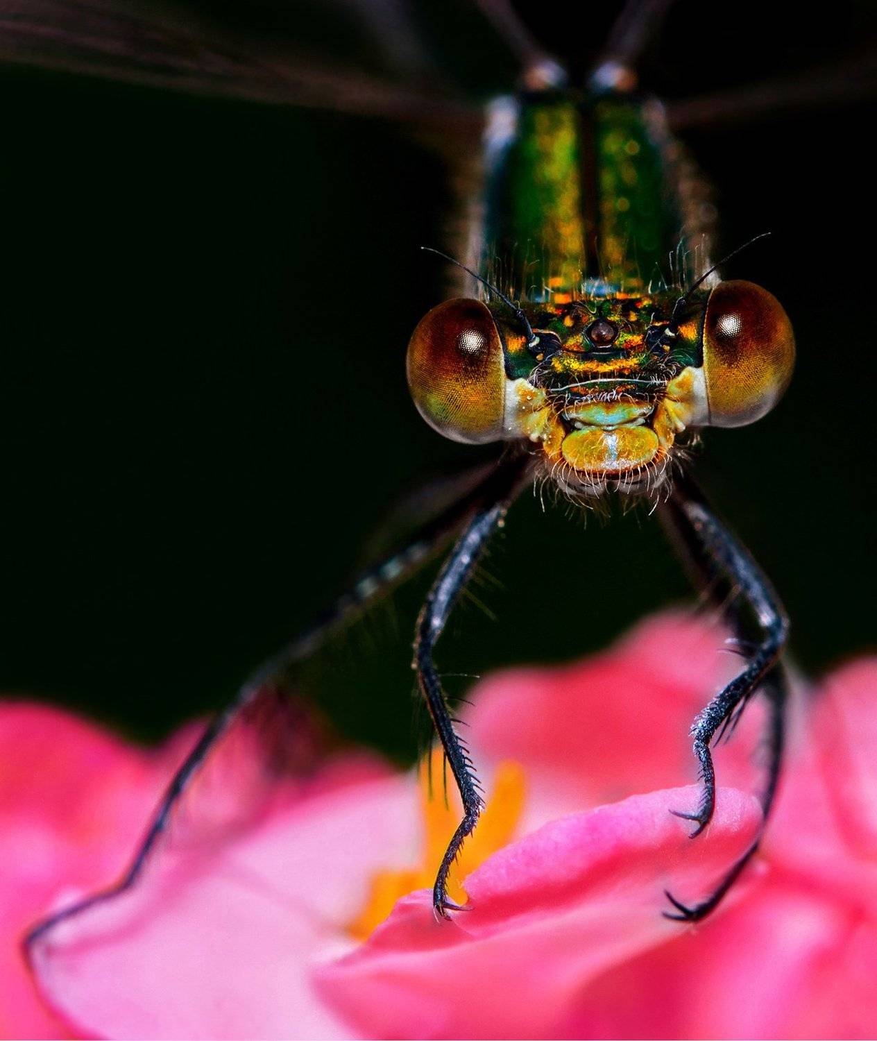 , Алёна Сурнина