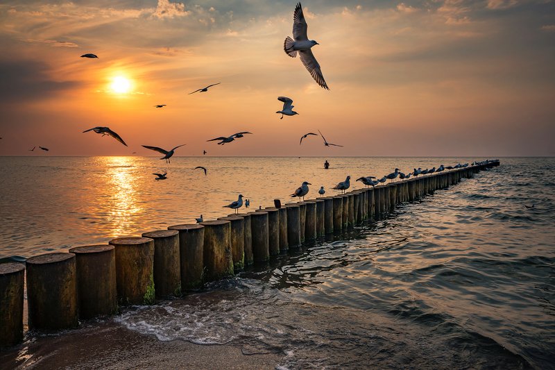 закат над балтийским морем sunset over the baltic sea gulls birds water sunset sun water poland dranikowski sky clouds nature закат над Балтийским морем чайки фото превью