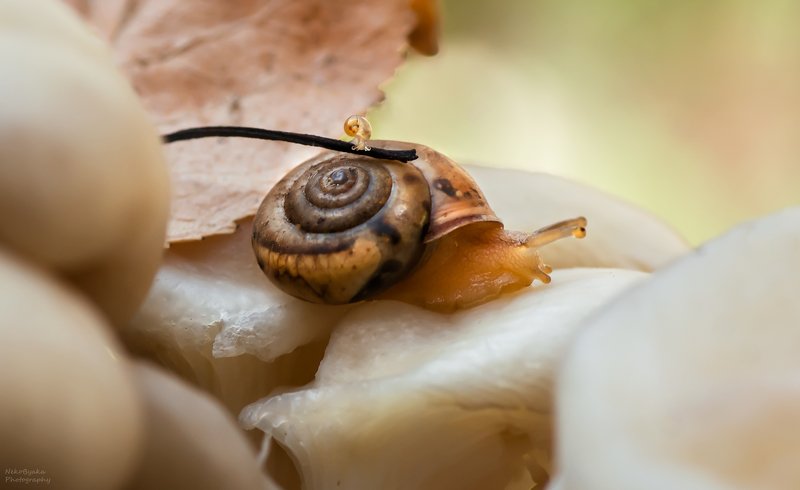 макро, природа, улитка, грибы, боке, осень, macro, nature, snail, mushrooms, bokeh, autumn, Семейная прогулка фото превью