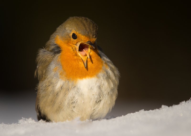 Robin фото превью