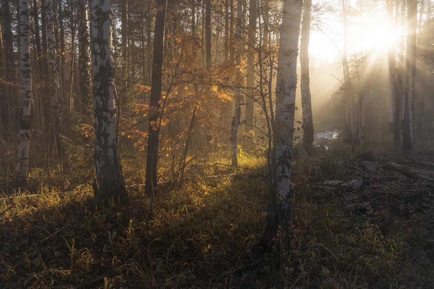 , Андрей Шарапов