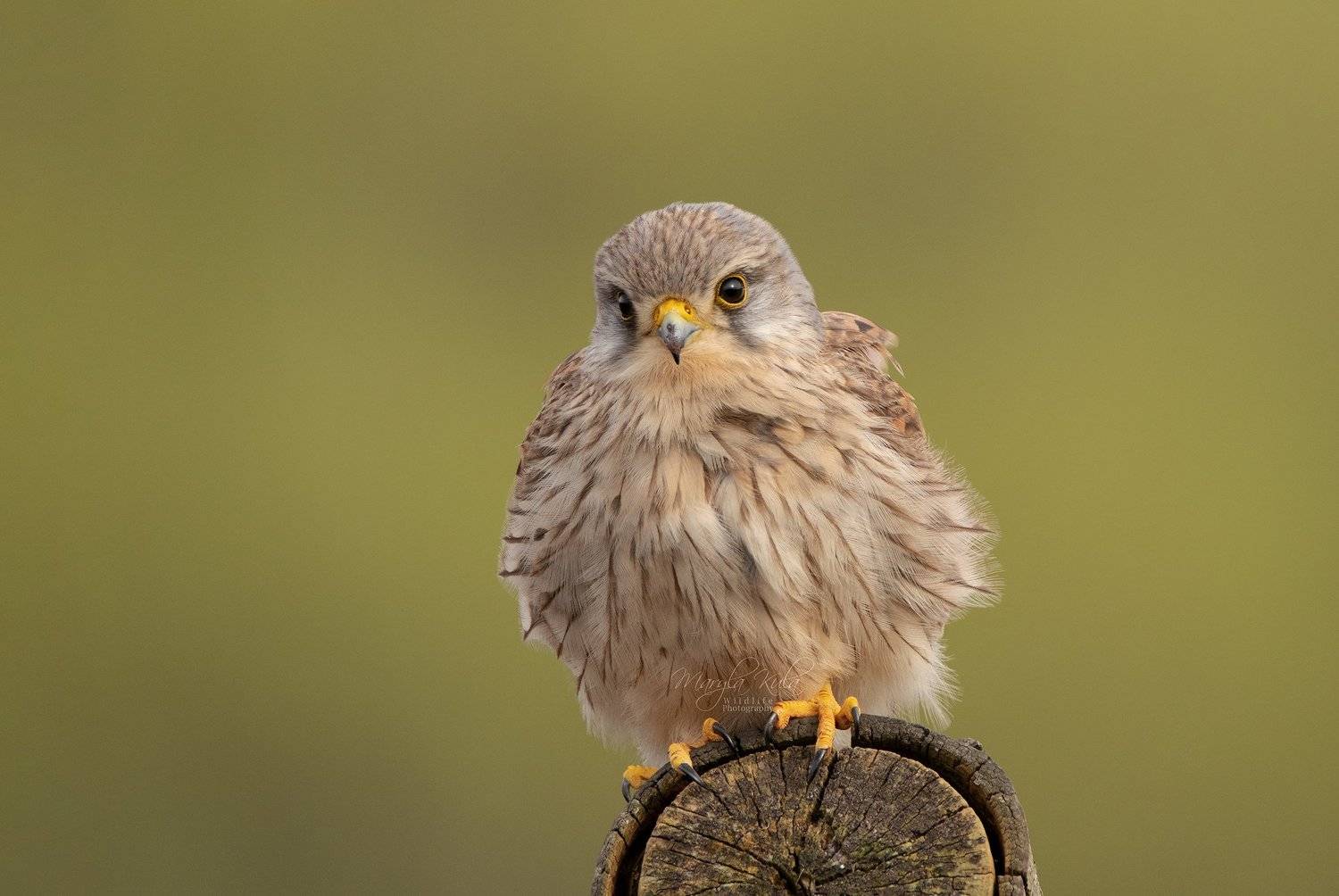kestrel, bird, birds of prey, nature, wildlife, canon,, MARIA KULA