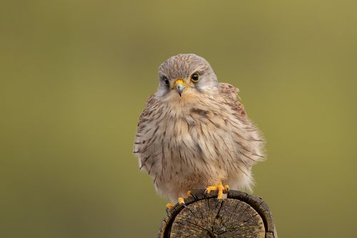 Kestrel