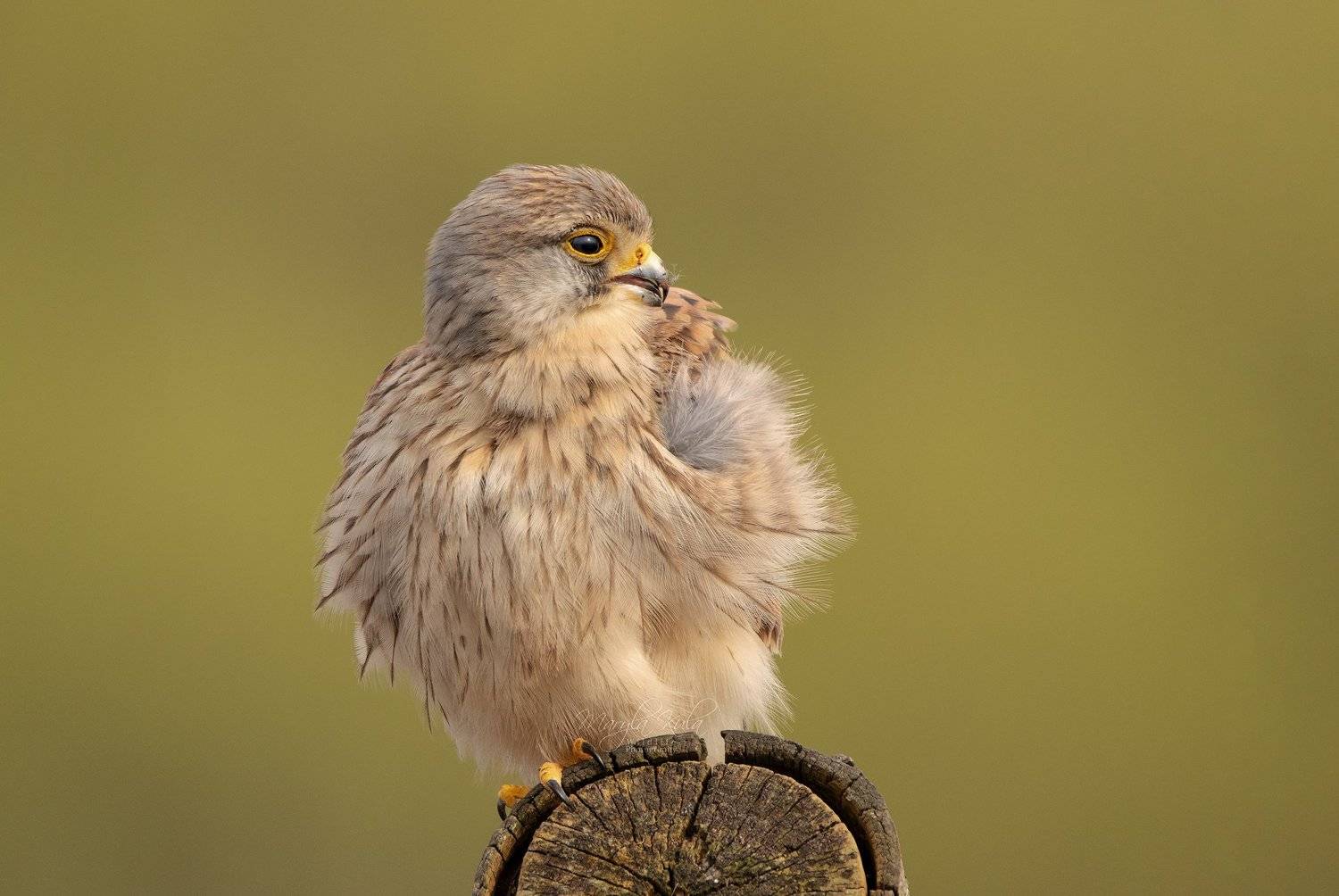 kestrel, bird, birds of prey, nature, wildlife, canon,, MARIA KULA