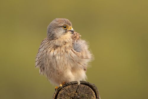 Kestrel