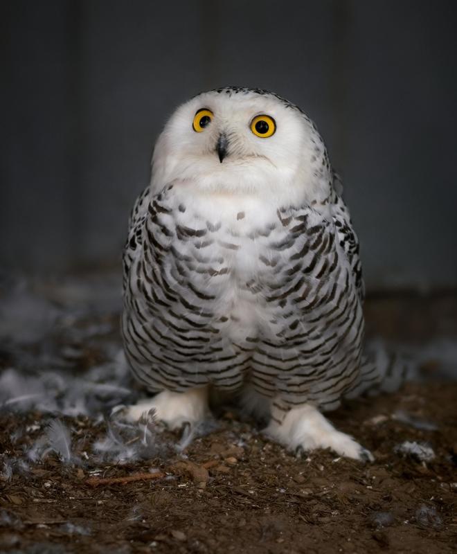 птицы, сова, белая сова, минск, беларусь, минский зоопарк,bubo scandiacus, minsk, belarus, minsk zoo, owl,arctic owl, birdphotography, bird, birds  фото превью