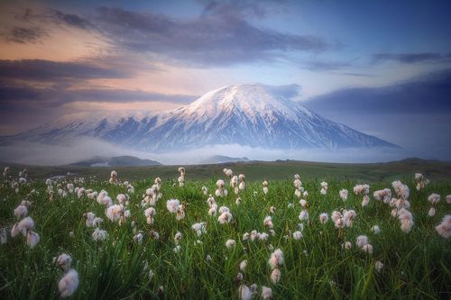 промокшая пушица
