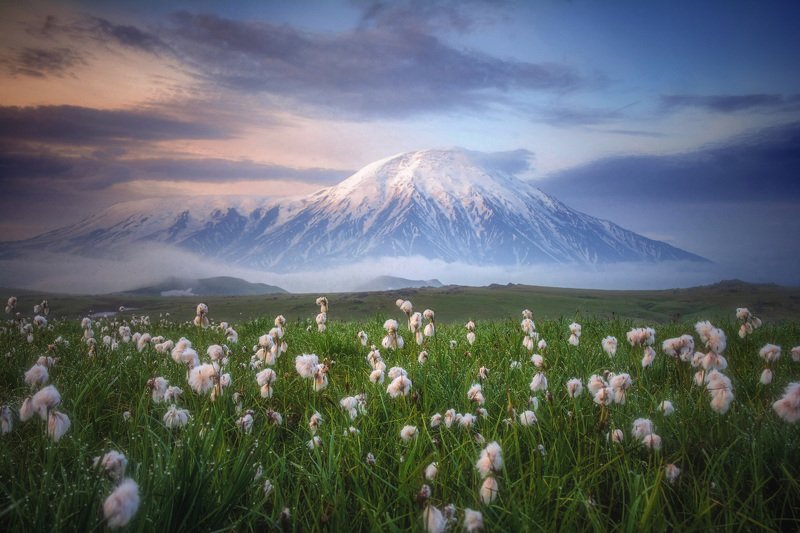 камчатка,толбачик,рассвет,вулкан промокшая пушица фото превью