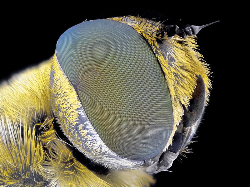 fly фото превью