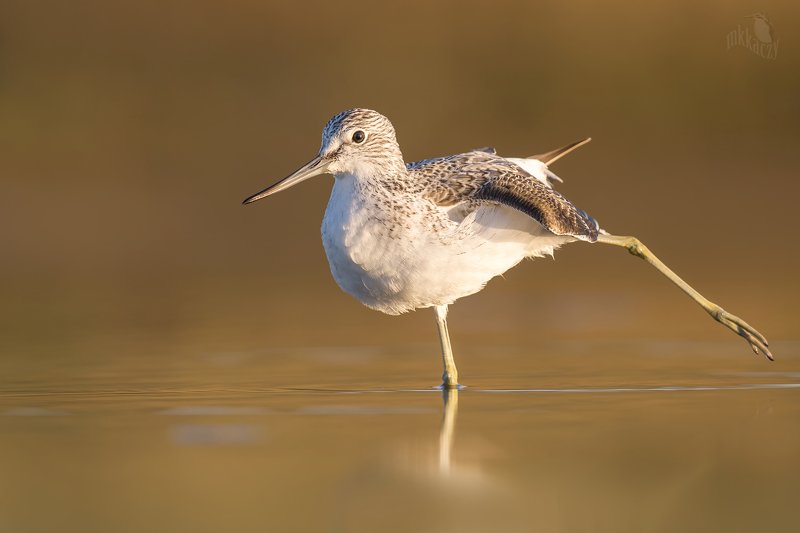 greenshank фото превью