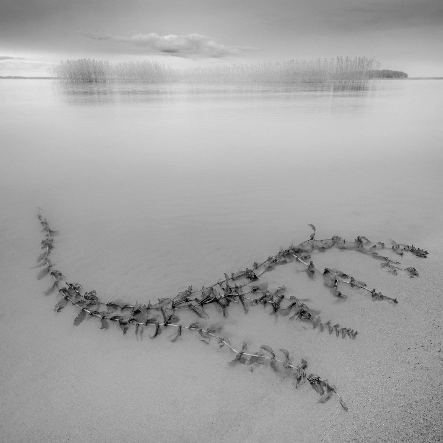 , Федотов Антон